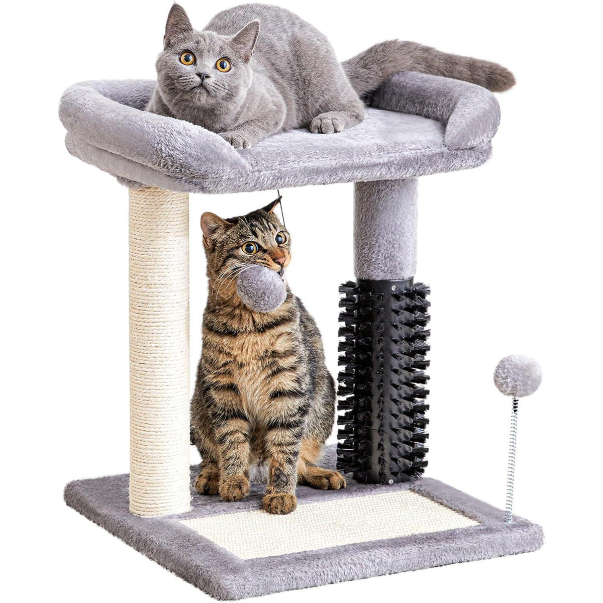 Cats